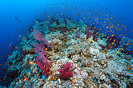 成群,软珊瑚,软珊瑚目,繁茂,珊瑚礁,礁石,北方,高原,红海,埃及,非洲