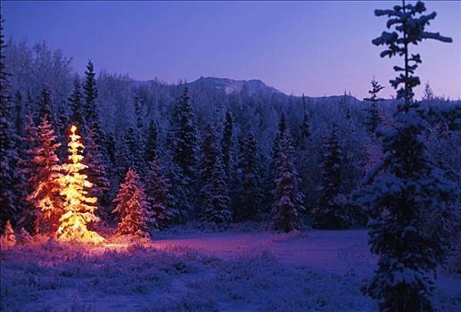 灯光,圣诞树,树林,雪,楚加,冬天