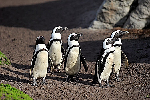 企鹅,非洲企鹅,黑脚企鹅,海滩,石头,湾,西海角,南非,非洲