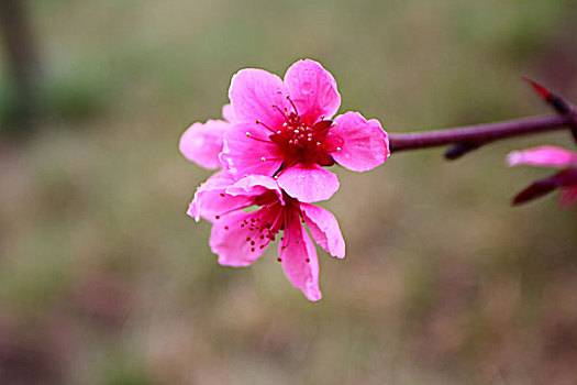 下雨天气里的花朵