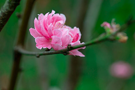 台湾樱花季,盛开的粉红色八重樱