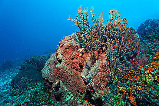 礁石,繁茂,多样,彩色,海绵,珊瑚,小,多巴哥岛,斯佩塞德,特立尼达和多巴哥,小安的列斯群岛,加勒比海