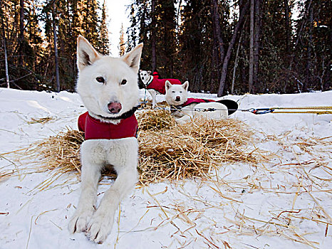 白色,雪橇狗,狗,外套,休息,稻草,室外,线缆,阿拉斯加,哈士奇犬,育空地区,加拿大
