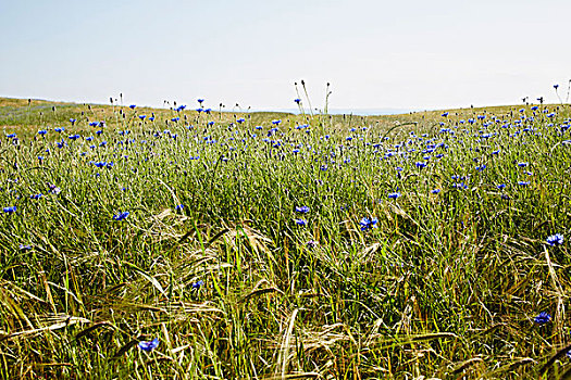 地点,蓝色,矢车菊,夏天,丹麦