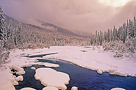 海狸,河谷,冰川国家公园,不列颠哥伦比亚省,加拿大