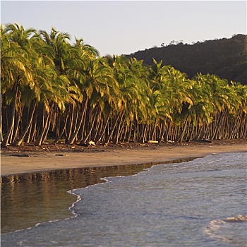 棕榈树,海岸,哥斯达黎加