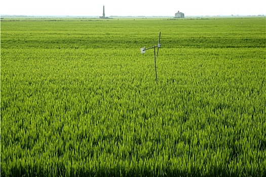 稻田,绿色,草地,西班牙