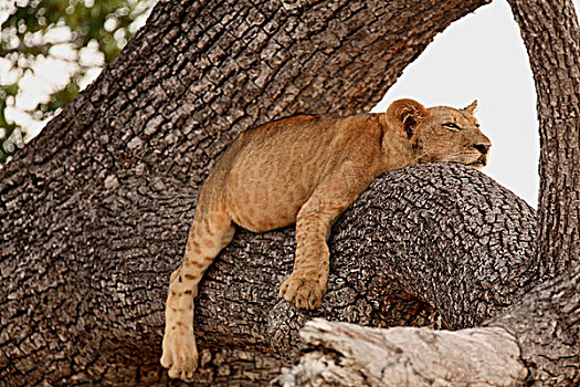 狮子,坦桑尼亚