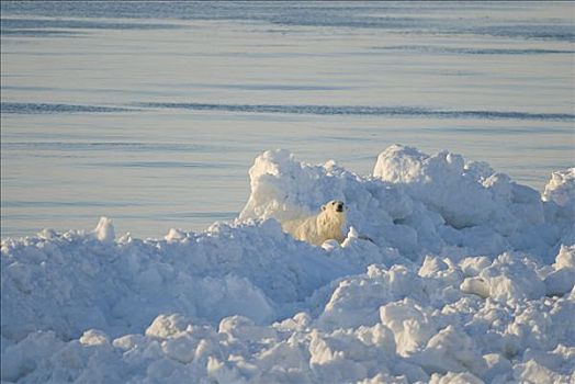 北极熊,浮冰,上方,楚科奇海,觅食,靠近,手推车,北极,阿拉斯加