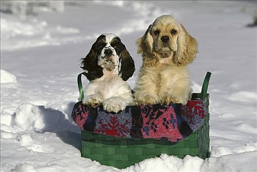 可卡犬,狗,两个,小狗,雪中