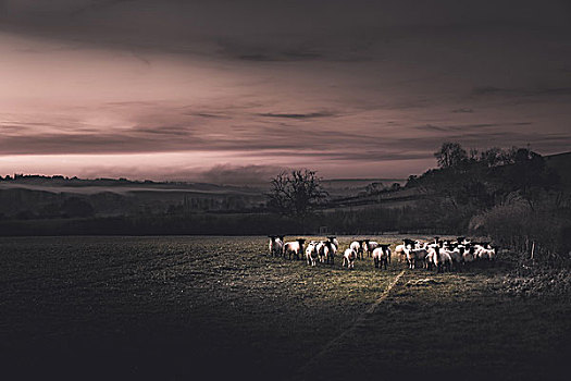 绵羊,暗色,乡村,格洛斯特郡,英格兰,英国