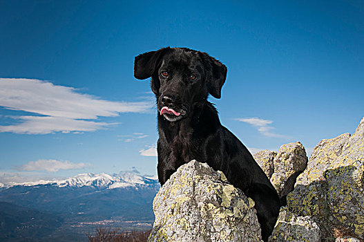拉布拉多犬,头像,上面,山