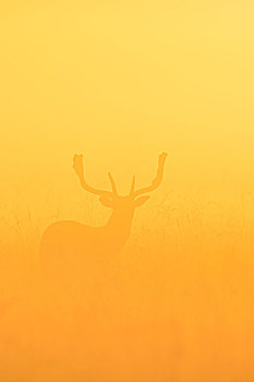扁角鹿,黇鹿,站立,地点,日出,黑森州,德国,欧洲