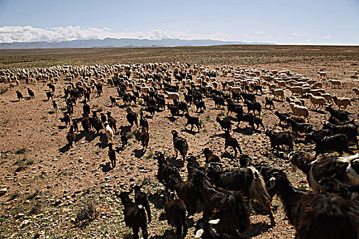 非洲,北非,摩洛哥,阿特拉斯山区,达德斯谷,绵羊,山羊,牧群