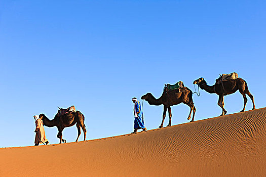 两个男人,阿拉伯骆驼,却比沙丘,摩洛哥