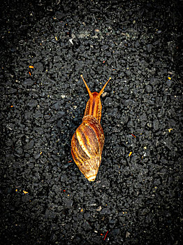 户外马路上的蜗牛