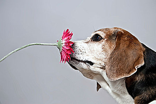 小猎犬,嗅,红色,花
