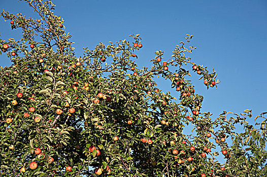 苹果树,苹果,满,成熟,收获时节