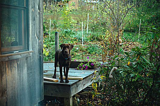 巧克力拉布拉多犬,后院