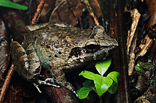 沼泽,青蛙,婆罗洲,马来西亚