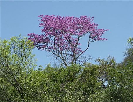 喇叭状,树,粉花,奶奶,查科,巴拉圭
