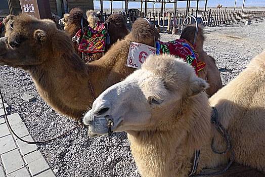 甘肃嘉峪关景区的骆驼