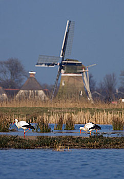 白鹳,一对,觅食,风车,背景,吕伐登,弗里斯兰省,荷兰