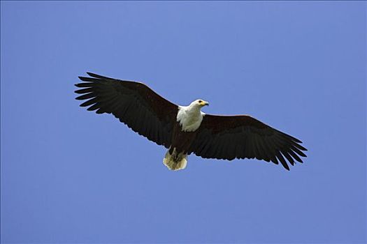非洲鱼鹰,吼海雕,飞行,高处,博茨瓦纳,非洲