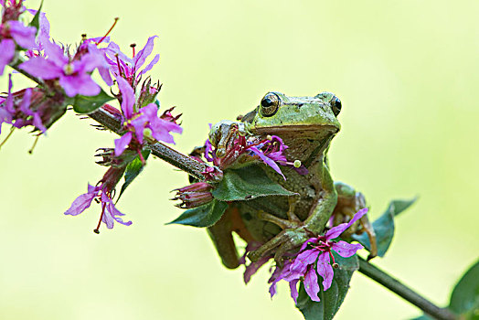 树蛙,无斑雨蛙,坐,紫色金钱草,千屈菜,北莱茵威斯特伐利亚