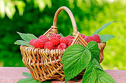 篮子,树莓,悬钩子,北莱茵-威斯特伐利亚,德国,欧洲