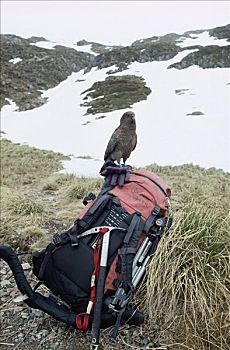 食肉鹦鹉,啄羊鹦鹉,高山,栖息,背包,库克峰国家公园,南岛,新西兰