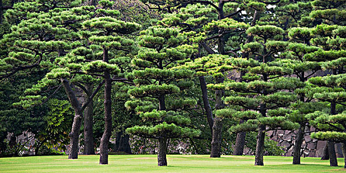 树,地面,皇宫,东京,日本