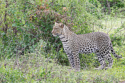 豹,站立,边缘,丛林,看,侧视图,绿叶,恩戈罗恩戈罗,保护区,坦桑尼亚