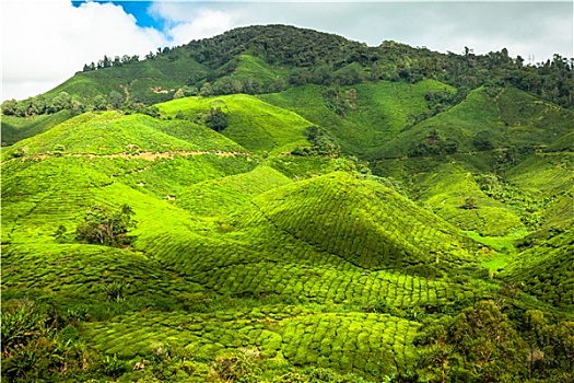 茶园,金马伦高地,马来西亚,亚洲