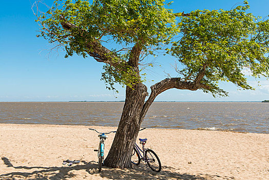 两个,自行车,倚靠,树,沙滩,拉普拉塔河,南美洲,萨克拉门托,乌拉圭,南美