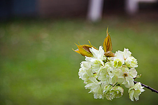 黄白色的樱花