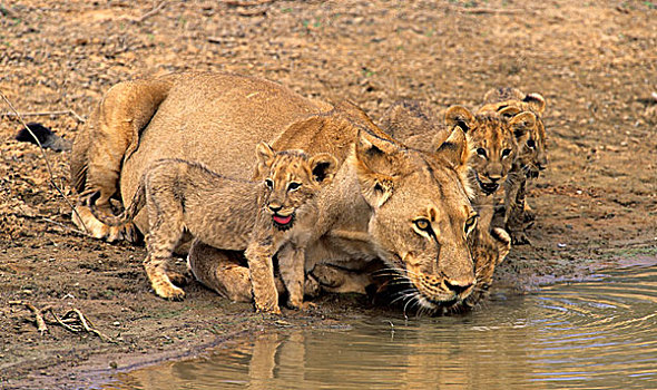 雌狮,幼兽,狮子,卡拉哈迪大羚羊国家公园,卡拉哈里沙漠,南非,非洲