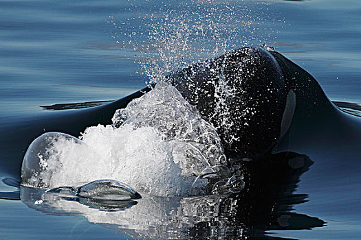 逆戟鲸,呼气,平面,普罗旺斯地区艾克斯,泡泡,威廉王子湾,阿拉斯加
