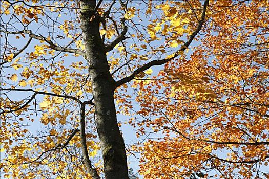 挪威槭,挪威枫,德国
