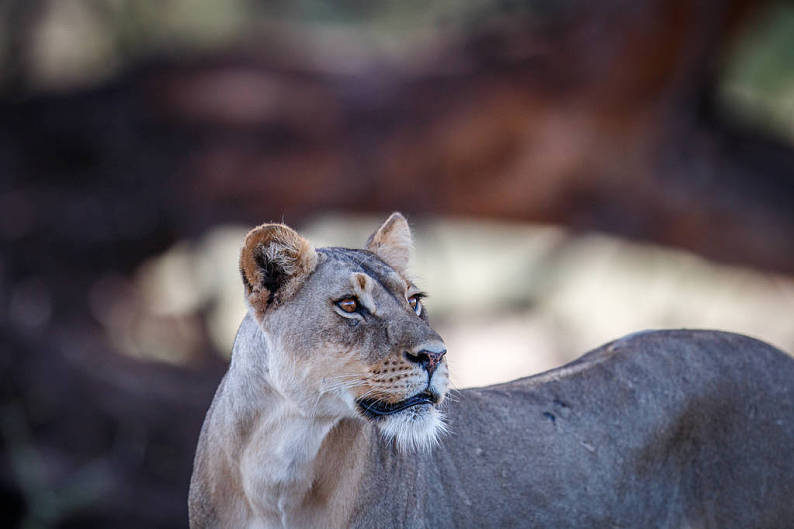 雌狮_卡拉哈迪_卡拉哈迪大羚羊国家公园_南非_高清图片_全景视觉