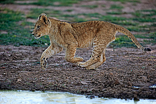 狮子,幼兽,四个,跑,禁猎区,卡拉哈里沙漠,北角,南非,非洲