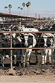 菜牛,饲育场,皇家,山谷,牛,头部,加利福尼亚,美国