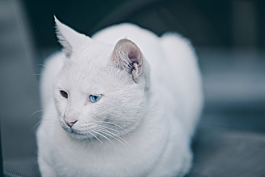 红蓝双色眼的猫