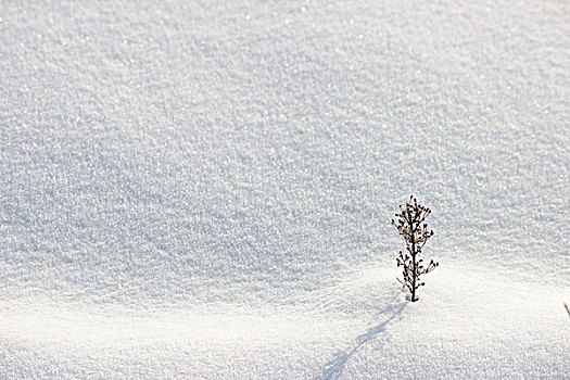 冬季,雪,影