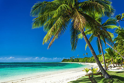 棕榈树,白色,沙滩,种植园,岛屿,斐济