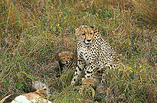 印度豹,猎豹,女性,幼兽,杀,瞪羚,马赛马拉,公园,肯尼亚