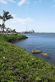 棕榈树,海岸,珍珠港,檀香山,瓦胡岛,夏威夷,美国