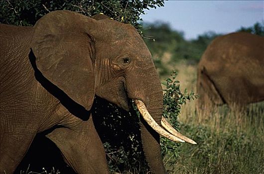 大象,非洲