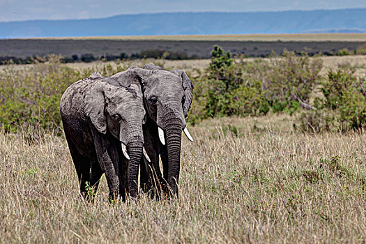 两个,非洲,灌木,大象,非洲象,马赛马拉国家保护区,肯尼亚,东非