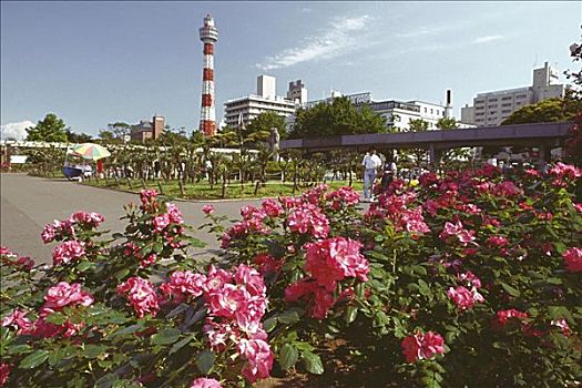 花,花园,灯塔,背景,公园,横滨,神奈川,日本